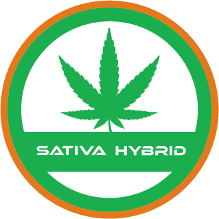 Sativa-hybrid-strain-terpfex